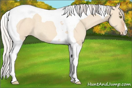 Horse Color:Silver Classic Champagne Dun Tobiano Varnish