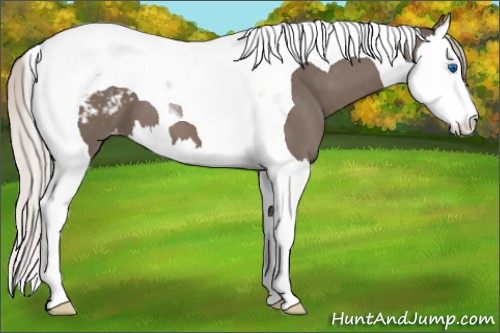 Horse Color:Silver Black Splash Tobiano Snowcap