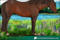 Horse Color:Liver Chestnut 