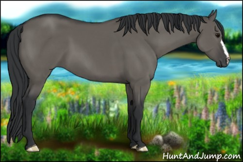 Horse Color:Grullo