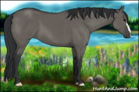 Horse Color:Grullo 