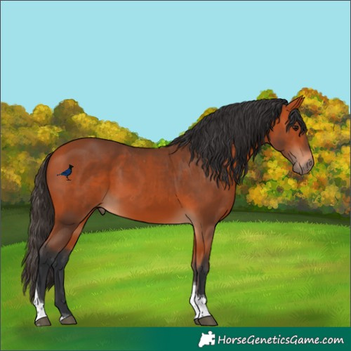 Horse Color:Bay Tobiano Rabicano 