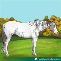 Horse Color:Grullo Sabino Tobiano Appaloosa 