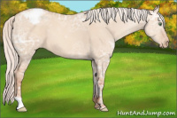 Horse Color:Silver Classic Champagne Ice Dun Appaloosa 