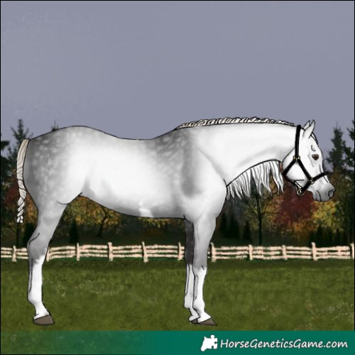 Horse Color:Gray White Spotted Liver Chestnut 