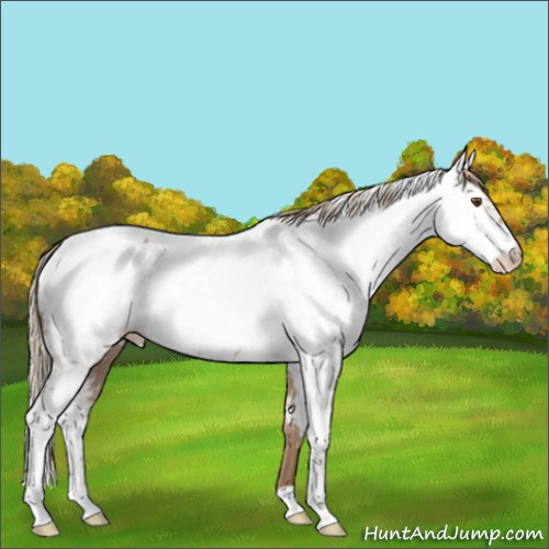 Horse Color:White Spotted Liver Chestnut Pearl Appaloosa 