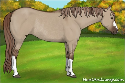 Horse Color:Liver Red Dun Rabicano 