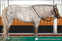 Horse Color:Liver Red Roan Rabicano  and Chocolate Palomino Roan Rabicano 