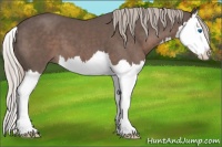Horse Color:Silver Black Splash