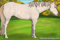 Horse Color:Perlino Ice 