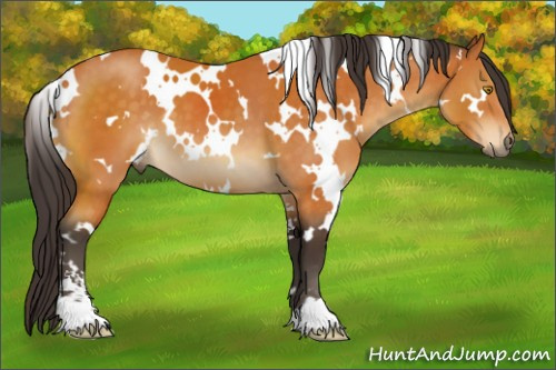 Horse Color:White Spotted Buckskin Sabino 