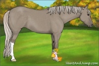 Horse Color:Silver Grullo 