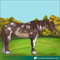 Horse Color:White Spotted Chocolate Buckskin 