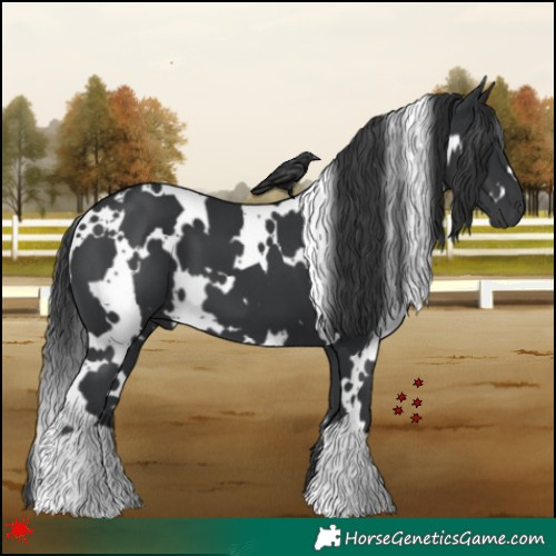 Horse Color:White Spotted Black 