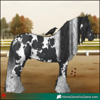 Horse Color:White Spotted Black