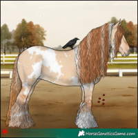 Horse Color:White Spotted Red Dun 