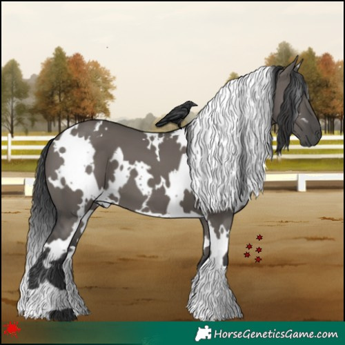 Horse Color:White Spotted Grullo 