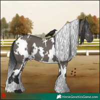 Horse Color:White Spotted Grullo