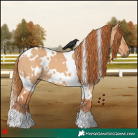 Horse Color:White Spotted Red Dun 