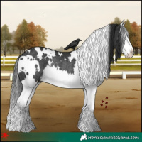 Horse Color:White Spotted Black Splash Rabicano 