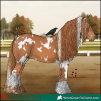 Horse Color:White Spotted Chestnut 