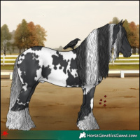 Horse Color:White Spotted Black