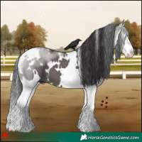 Horse Color:White Spotted Smoky Grullo Splash 
