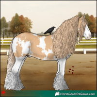 Horse Color:White Spotted Red Dun Splash 