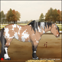Horse Color:White Spotted Bay Dun 