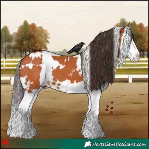 Horse Color:White Spotted Bay Splash 