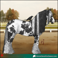 Horse Color:White Spotted Black