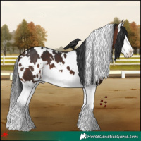 Horse Color:White Spotted Brown Splash