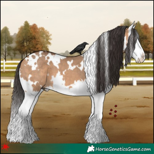 Horse Color:White Spotted Bay Dun Splash 