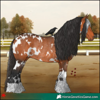 Horse Color:White Spotted Bay Rabicano