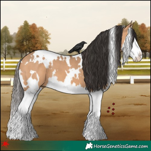 Horse Color:White Spotted Bay Dun Splash 