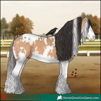 Horse Color:White Spotted Bay Dun Splash 