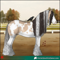 Horse Color:White Spotted Bay Dun Splash 