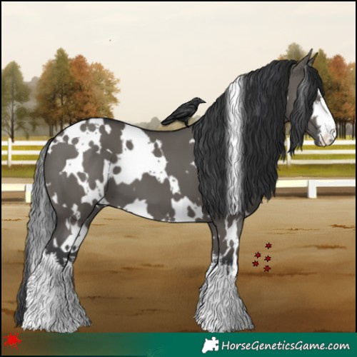 Horse Color:White Spotted Grullo 