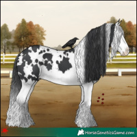 Horse Color:White Spotted Black Splash 