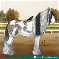 Horse Color:White Spotted Grullo Splash Rabicano