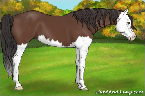 Horse Color:Bay Splash 