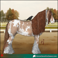Horse Color:White Spotted Red Dun Sabino