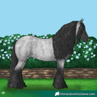 Horse Color:Blue Roan