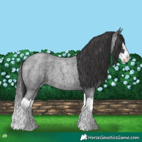 Horse Color:Blue Roan Splash 