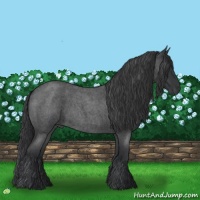 Horse Color:Blue Roan 