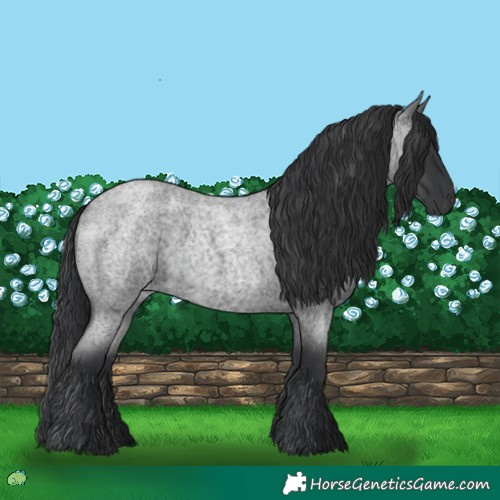 Horse Color:Blue Roan 