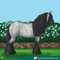 Horse Color:Blue Roan 