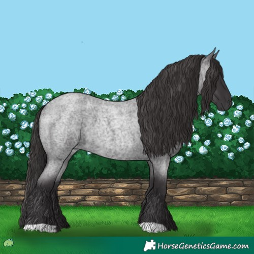 Horse Color:Smoky Blue Roan