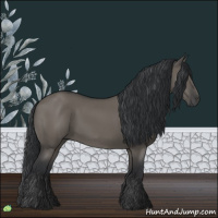 Horse Color:Grullo 