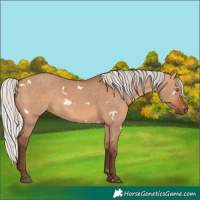 Horse Color:White Spotted Silver Bay Dun Rabicano 